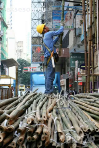 100 качествени Семена от гигантски бамбук Moso Bambo градински горски декоративни растения за дома , снимка 6 - Сортови семена и луковици - 50334157