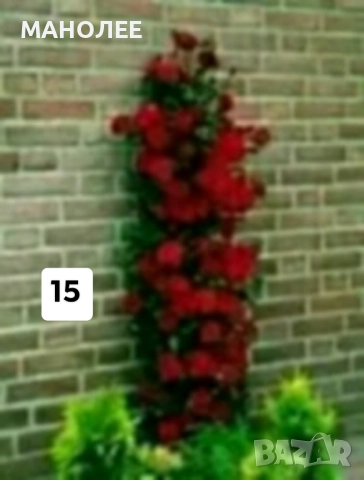 50 РЕЗНИКА В ЕДИН ПАКЕТ /видове по избор/ ЗА 20 ЛВ., снимка 16 - Градински цветя и растения - 51618754