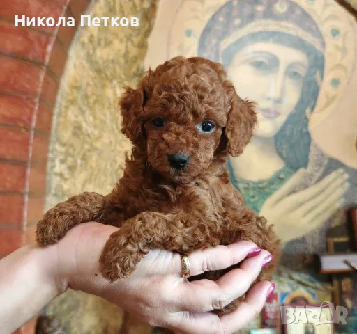 Продавам той пудел, снимка 4 - Пудели - 56126402