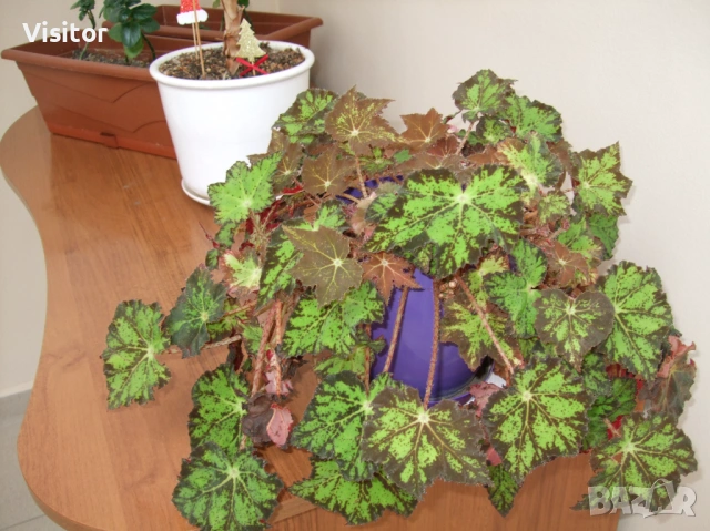 Fujifilm FinePix F40fd, снимка 14 - Фотоапарати - 53854173