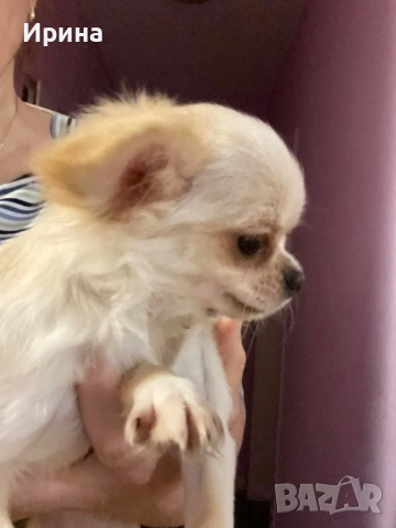 Чихуахуа  дългокосместо