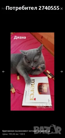 Британски късокосмести котета,  обезпаразитени с хигиенни навици , снимка 12 - Британска късокосместа - 55891805