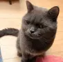 британец за разплод , снимка 3