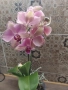 Орхидея pirate picotee, снимка 1