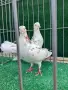 Въртящи гълъби*, снимка 2