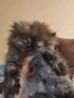 Уникални персийски котенца , снимка 9