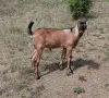 Три чистокръвни англо-нубийски мъжки ярета, снимка 2