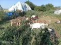 Агнета, шилета,ярета , снимка 4