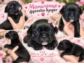 Френски булдог момиченце, снимка 1