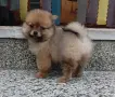 Померан момченце, снимка 2