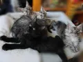 Чистокръвни Мейн Куун котенца , снимка 6
