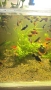 Рибки за аквариум живородни , снимка 18