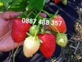 Продавам качествен разсад ягоди тел 0887 488 357 , снимка 11
