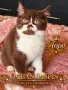 Британски котки , снимка 2