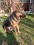 Немска овчарка само сега побързайте , снимка 3