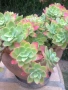 Седум палмери, Sedum palmeri, студоустойчив , снимка 3