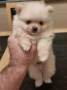  Померан – мини и джудже тип, снимка 2
