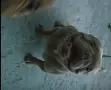 Френски Булдог търси дом, снимка 3