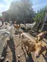 Продавам 8 кози и 4 ярета – обл. Ивайловград, снимка 7