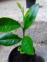 Младо лимоново дръвче сорт Арон - малко цитрусово очарование за райски дом, снимка 1 - Стайни растения - 39485218