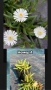 Делосперма 7 цвята , снимка 4