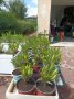 Олеандър/Зокум/Лян/Nerium Oleander, снимка 3