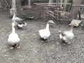 Продавам 3 гъски и 1 гъсок, снимка 2