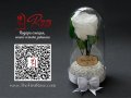 Вечна Роза в Стъкленица / Незабравим Подарък за Годишнина или Сватба / Естествена Бяла Вечна Роза, снимка 4