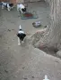 Джак ръсел  териер, снимка 4