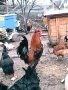 петели 🐓, снимка 3