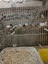 Продавам зеброви и японски амадини, снимка 3
