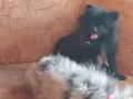 Мини померан женски, снимка 15