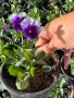 ❤️🌿🌸 Мини теменужки микс (Viola Superba Mini), снимка 4