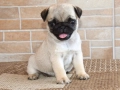 Истински бебета Мопс чистокръвни с родословие, снимка 18