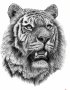 Глава лъв тигър временна татуировка татос татус Tattoo