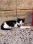 Подарявам пет малки котенца!, снимка 2