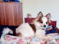 Немски шпиц  Домашен любимец , снимка 1