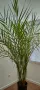 Финикова палма със саксия - 240см.!, снимка 1