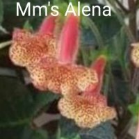 Колерия,,Мис Алена,, , снимка 2 - Стайни растения - 44507132