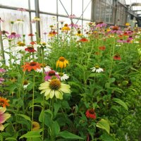 Ехинацея, студоустойчива, различни цветове, снимка 6 - Градински цветя и растения - 41461890