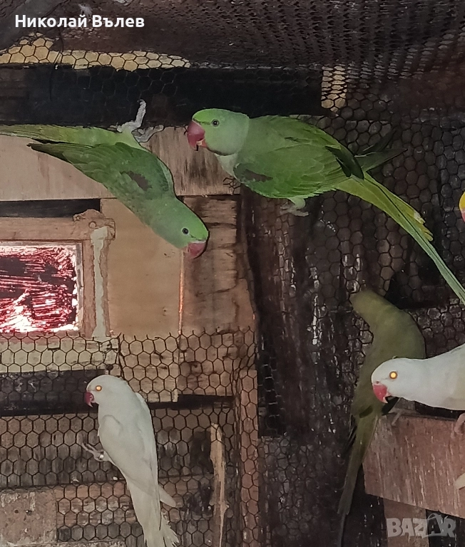 Млади мъжки и женски Александри, снимка 1