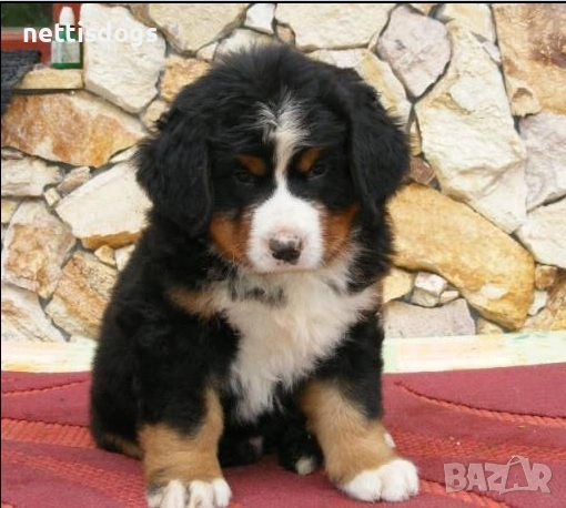 Бернски Овчарки (Бернски Зененхунд) - внос, снимка 1