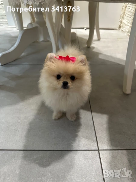 Женско померанче, снимка 1