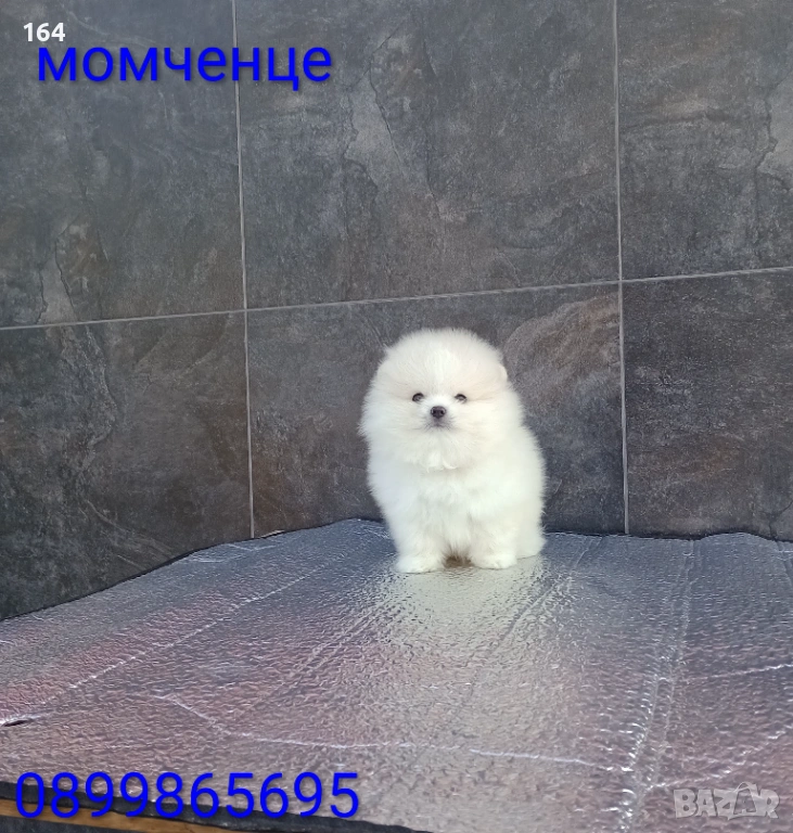 Мини Померан. Реални снимки от 19.01.26 г. , снимка 1