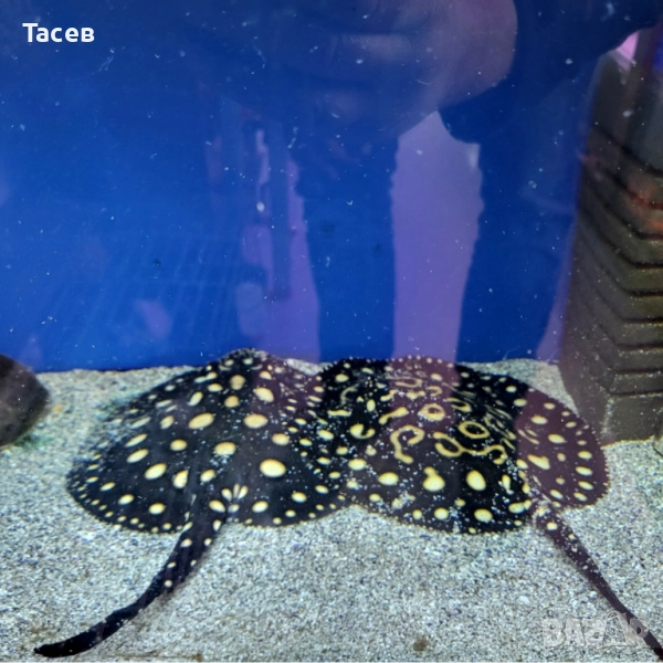 Скат блек даймънд хибрид 16-18см, снимка 1