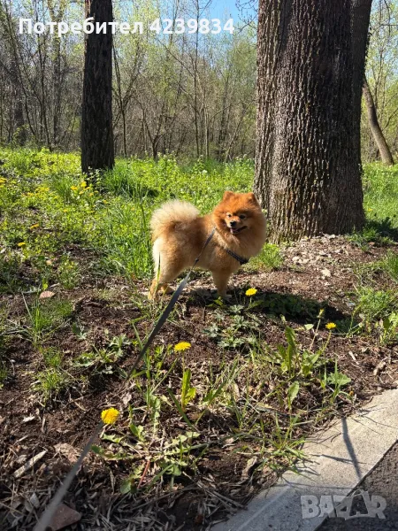 Мъжки шпиц за разплод , снимка 1