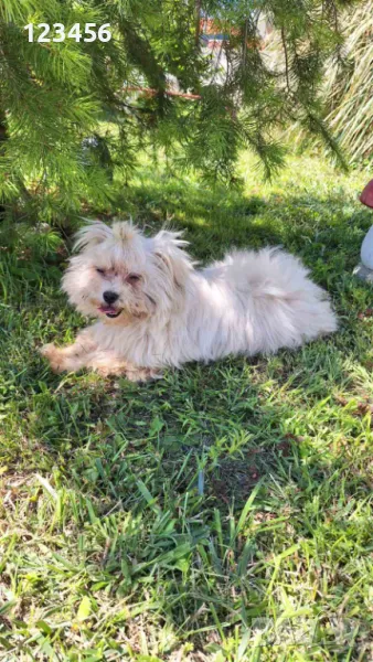 Малтийска болонка, снимка 1