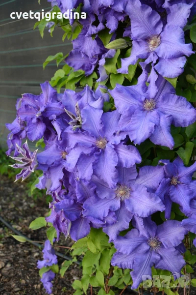 Clematis baltic waves(Клематис Балтийски вълни), снимка 1