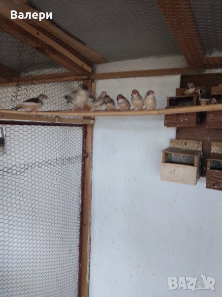 Продавам малки александри, снимка 1