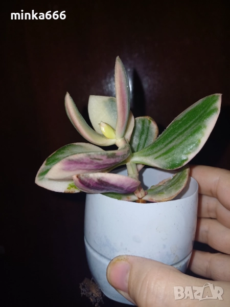 Вариегатно дърво на живота., снимка 1